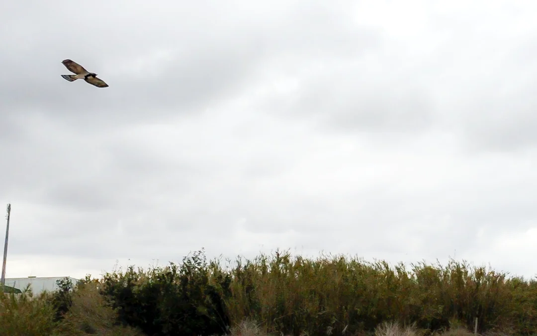 Dron depredador para control de plagas